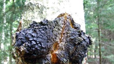 Chaga mushroom