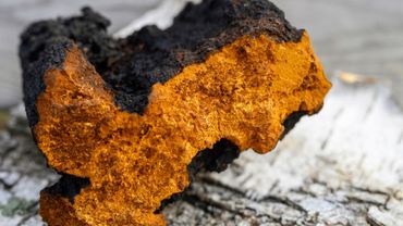 A piece of chaga mushroom